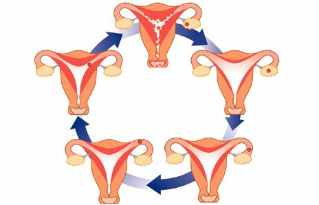 Коррекция менструального цикла при персистенции фолликула